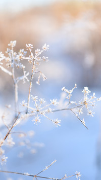 Winter details of the forest and field