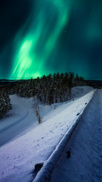 The northern lights on the forest road