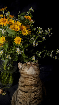 What cat is your constellation suitable for