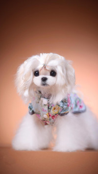 “小公主”马尔济斯犬