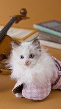 Do you like keeping puppet cats 37