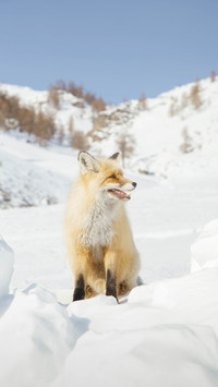Photographer of the Fox 0