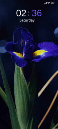 Iris Dream