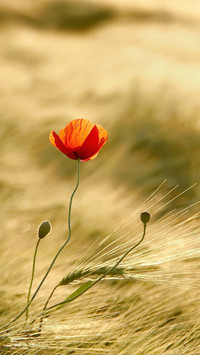 Flowers and plants