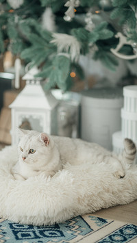 搞怪猫咪-拍信图库