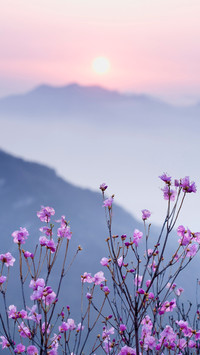 Flowers at Sunset