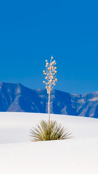Discover the intricate beauty of desert sand patterns