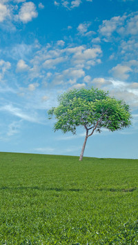 Green grass and blue sky