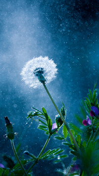International-dandelion