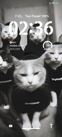 Cat Gang