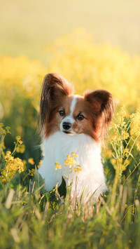 Dog45