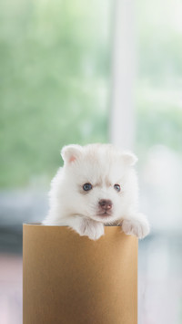 Cute Siberian Husky Puppy Playing in a Cylinder Box