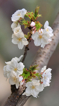 Blooming cherry blossoms