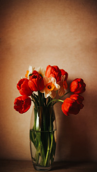 Bouquet of red tulips and daffodils