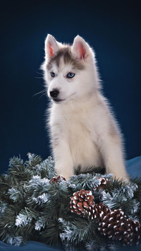 Dog23