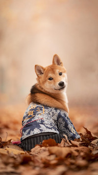 柴犬优点早知道