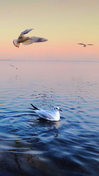Evolutionary history of birds 09
