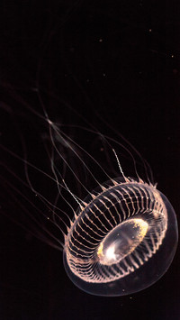 Benthos-02