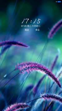 爱情毛毛草