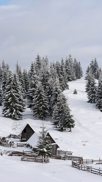 Winter Snowfield