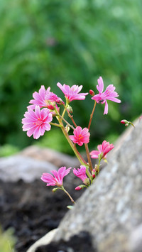 Potted flowers popular in Europe and America 69
