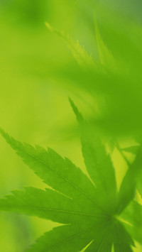 绿色护眼植物