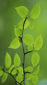 绿色护眼植物