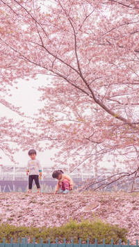 Cherry Blossom Season