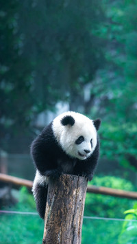 大熊猫为何成为国宝？