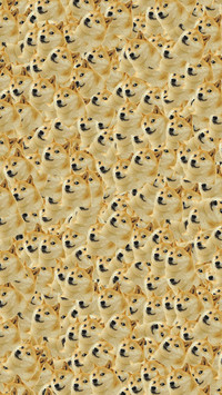 柴犬