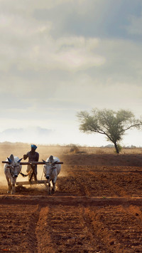 India-agriculture