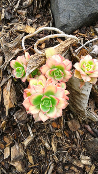 plant (13)