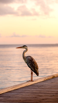 Greay Heron on the beach