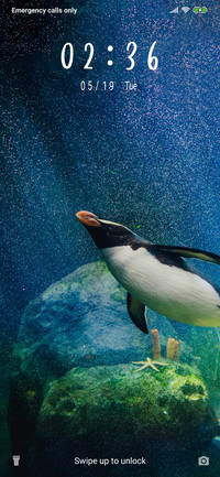 Diving Penguins_3MDS