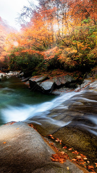 The autumn sounds by the stream tint the maple leaves in
