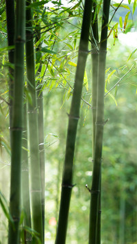 A bamboo forest shrouded in thick fog