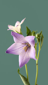 So many meanings of Platycodon grandiflorum 59