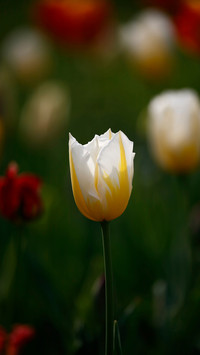 Tulips in the garden in the spring