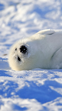 A greenland seal turning over