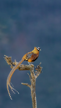The extra long feathers on the crown of the head