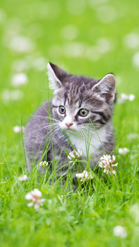 How do stray animals choose their owners 9