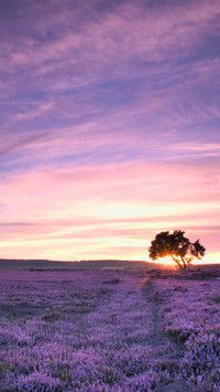 Lavender field landscape