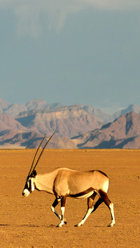 Gemsbok, gemsbuck or South African oryx from Namibia