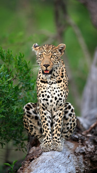 How powerful are leopards 78
