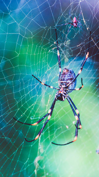 international_spider