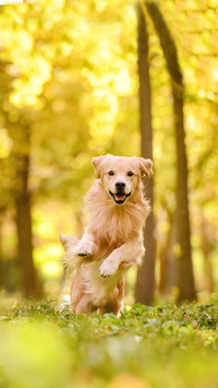 Suitable for domestic dog breeds