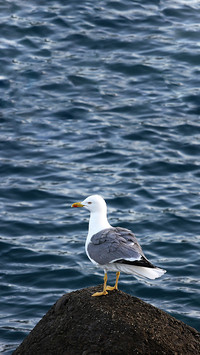 Standing seagull-02