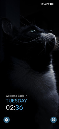 Midnight Cat