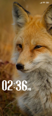 Fox