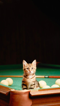 Cute Kitten Sitting on Pool Table with Balls and Cue Indoors